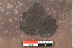 Foto (Detailansicht) von Rhytisma planerae Ettingshausen (NHMW-GEO-2024-0188-0075)